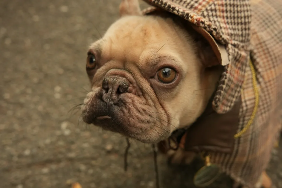 Un bouledogue français coiffé d’un chapeau de détective