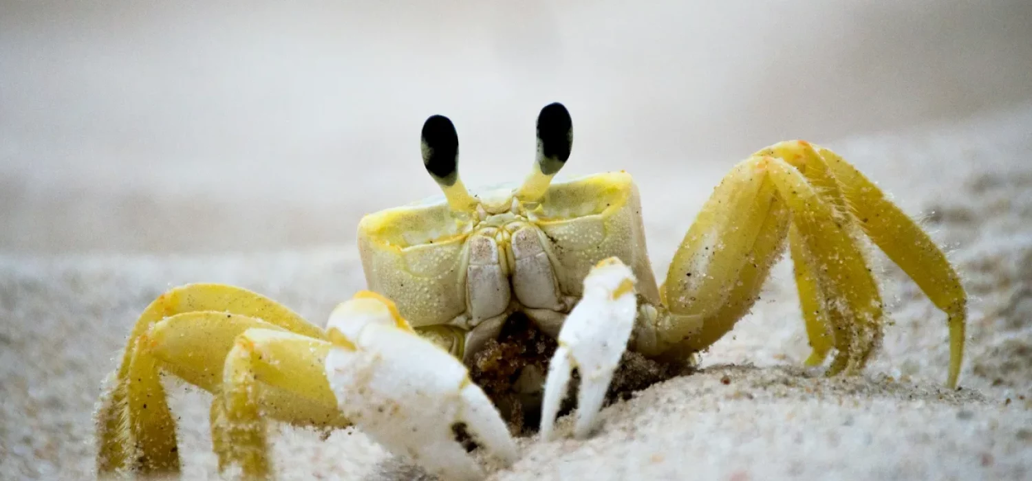Crabe fantôme jaune aux yeux dressés, de face sur le sable