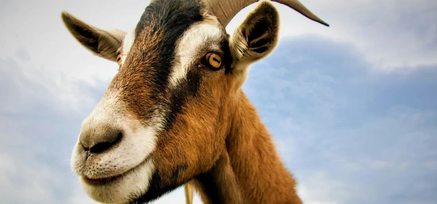 Chèvre brune et blanche qui semble sourire, sur fond de ciel