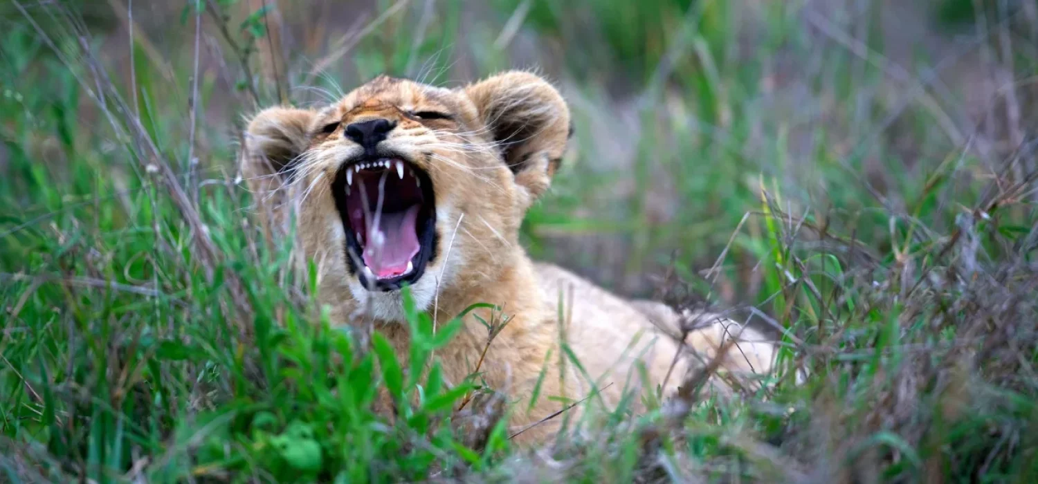 Lionceau qui rugit, couché dans l'herbe