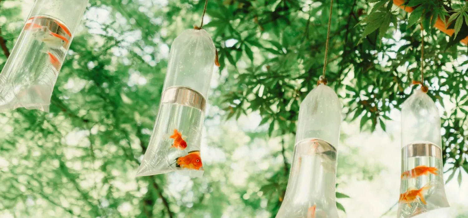 Poissons rouges dans des sachets d'eau suspendus aux branches d'un arbre