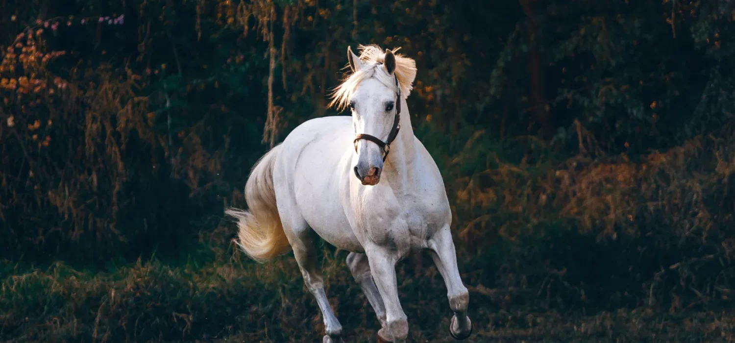 Cheval blanc qui galope vers l'objectif, crinière au vent