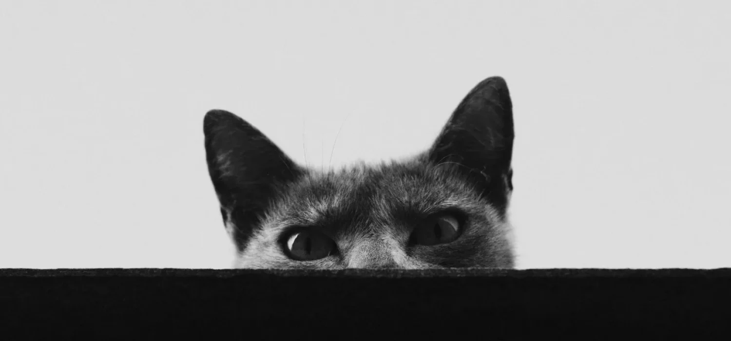 Chat gris qui observe par-dessus un rebord