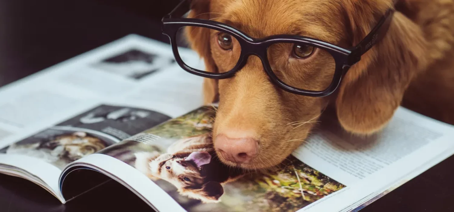 Chien à lunettes penché sur un magazine