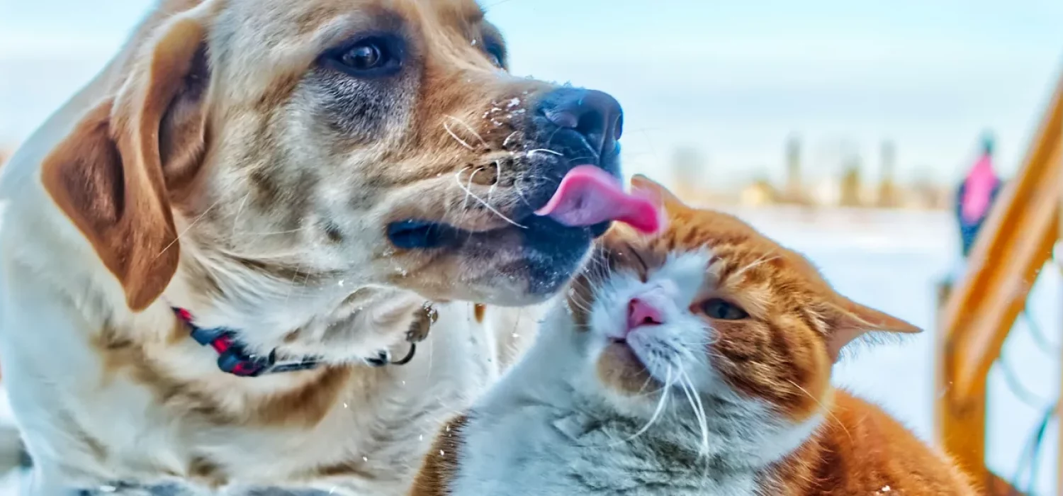 Un chien tire la langue vers un chat roux qui fait la grimace