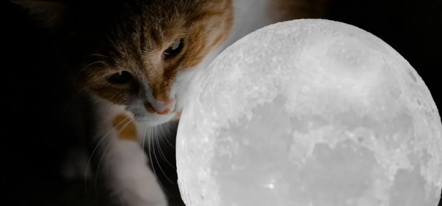 Un chat curieux à côté d’une lampe en forme de pleine lune
