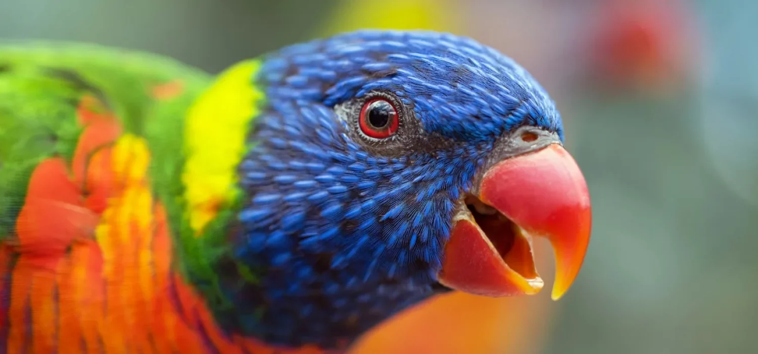 Loriquet arc-en-ciel aux plumes bleues, vertes et orange, bec ouvert